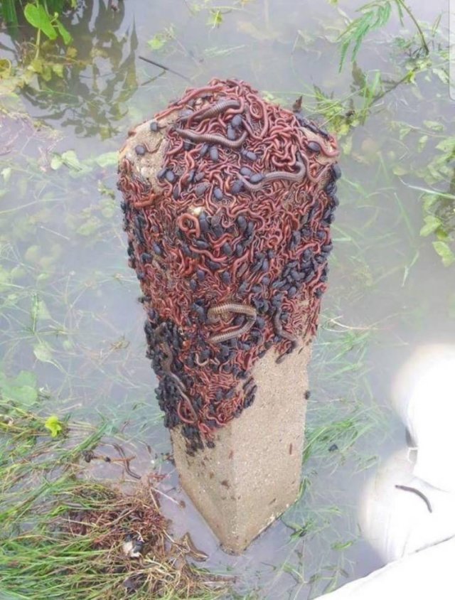 Creepy Finds And Situations (49 pics) Creepy Finds And Situations (49 pics)