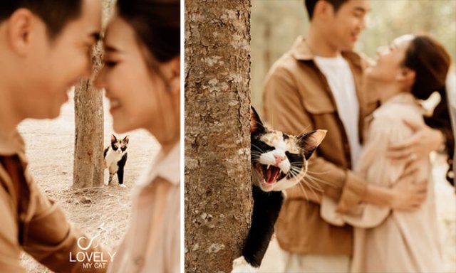 Cute Cats (44 pics)