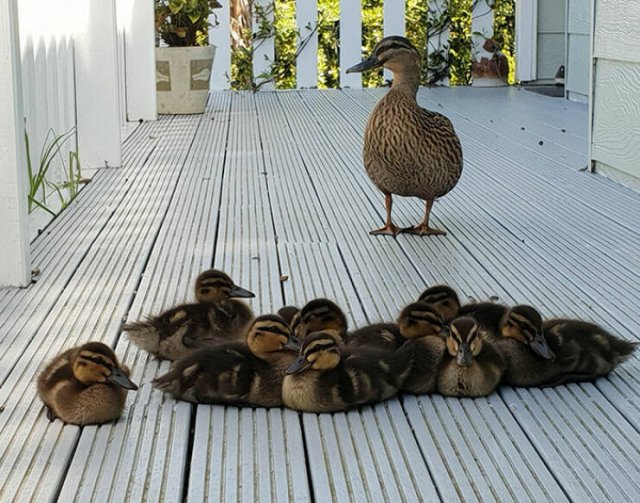 Cubs Of Different Animals (48 pics)