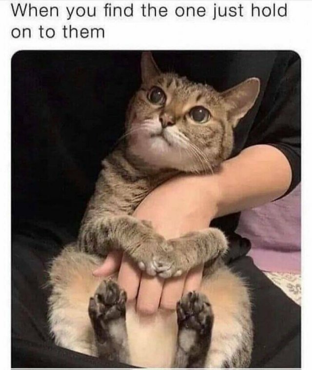 Cute Cats (44 pics)