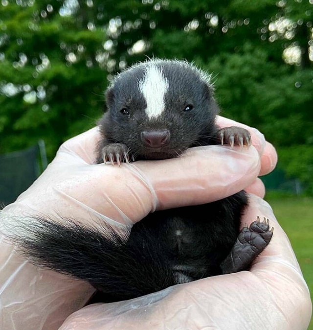 Cubs Of Different Animals (48 pics)