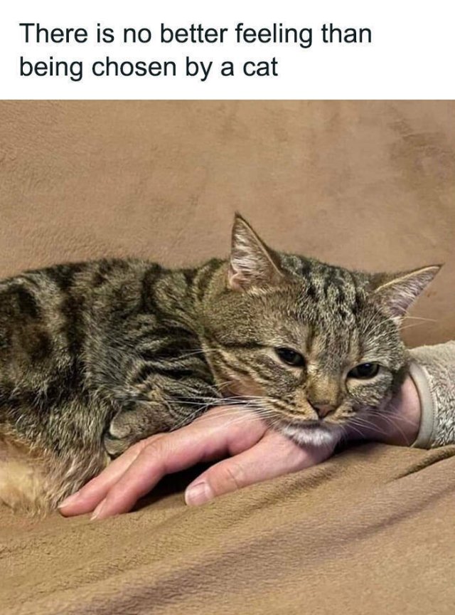 Cute Cats (44 pics)