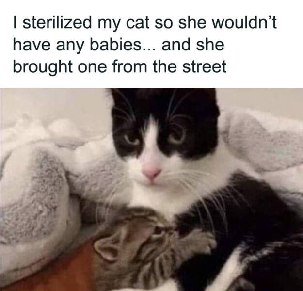 Cute Cats (44 pics)