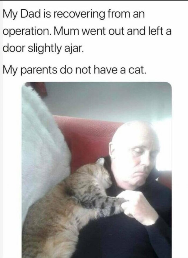 Cute Cats (44 pics)