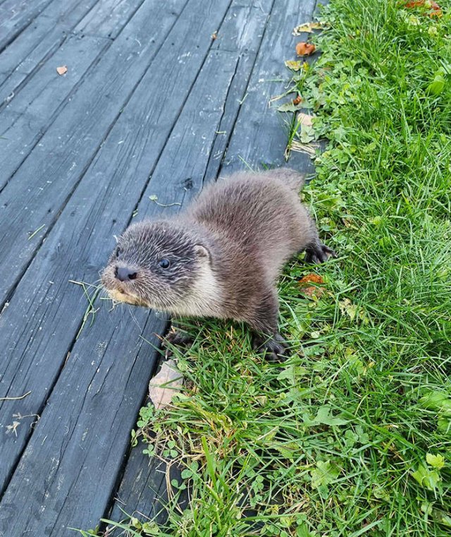 Cubs Of Different Animals (48 pics)