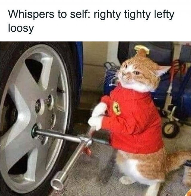 Cute Cats (44 pics)