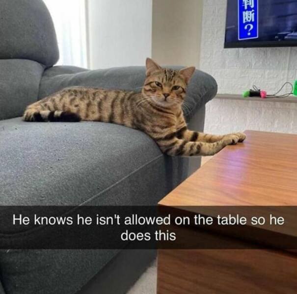 Cute Cats (44 pics)