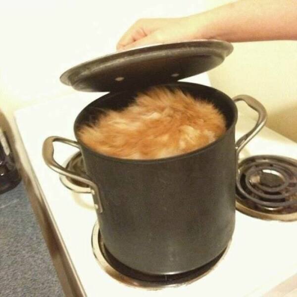 Cute Cats (44 pics)