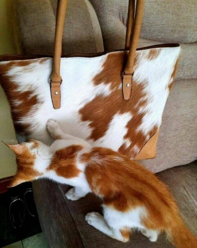 Cute Cats (44 pics)