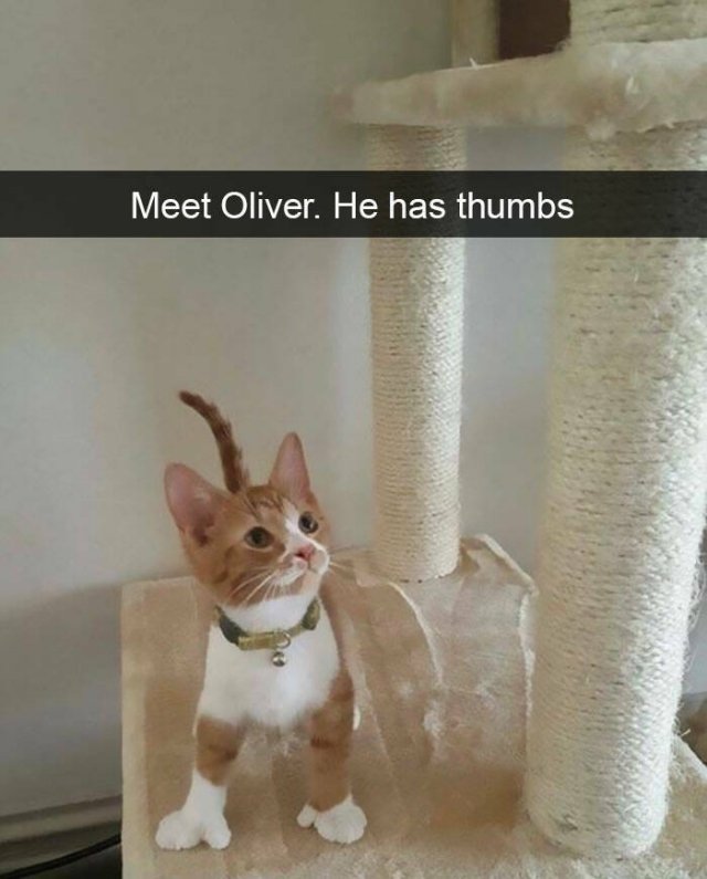 Cute Cats (44 pics)