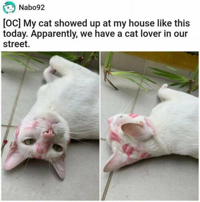 Cute Cats (44 pics)