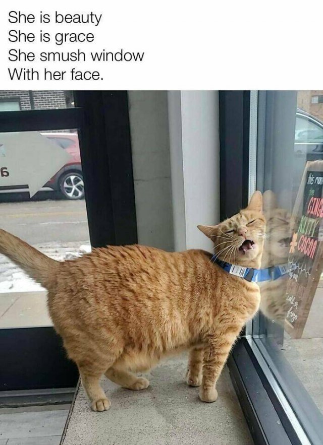 Cute Cats (44 pics)