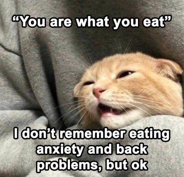 Cute Cats (44 pics)