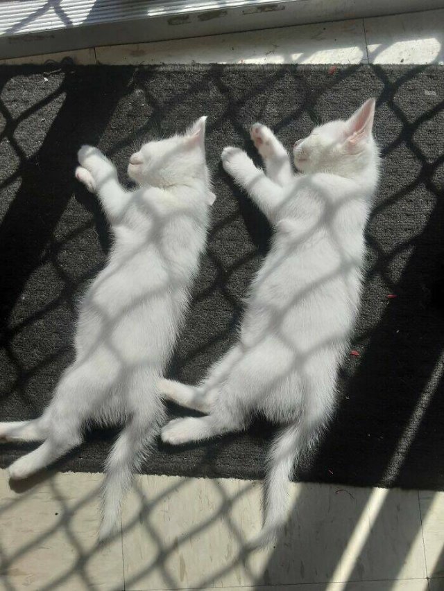 Cute Cats (44 pics)