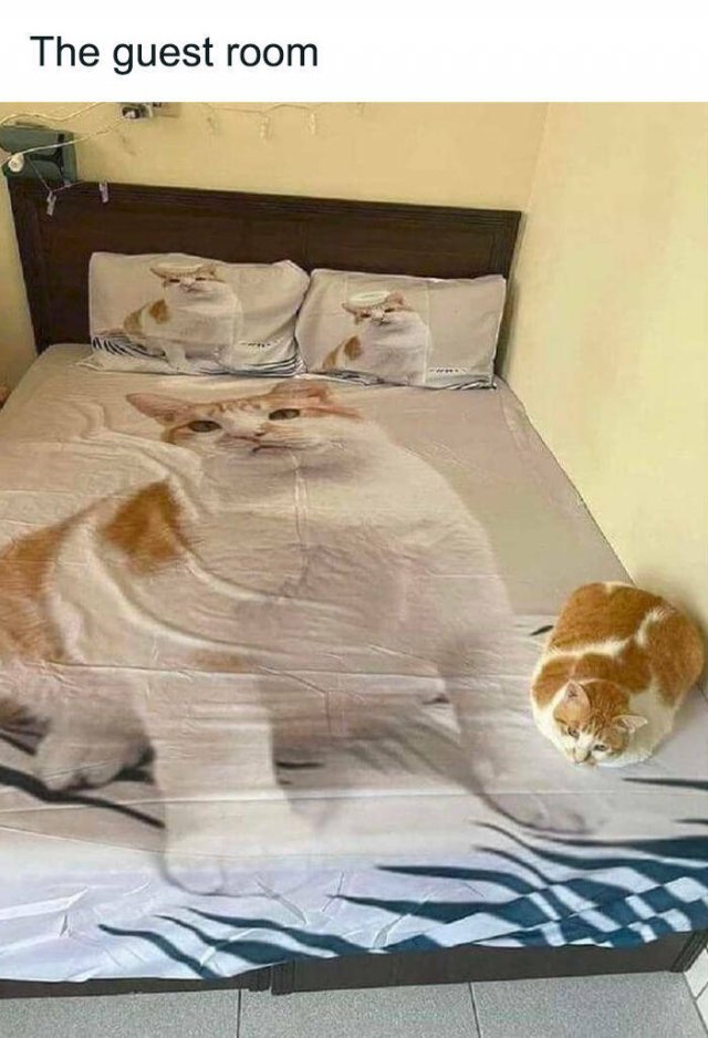 Cute Cats (44 pics)