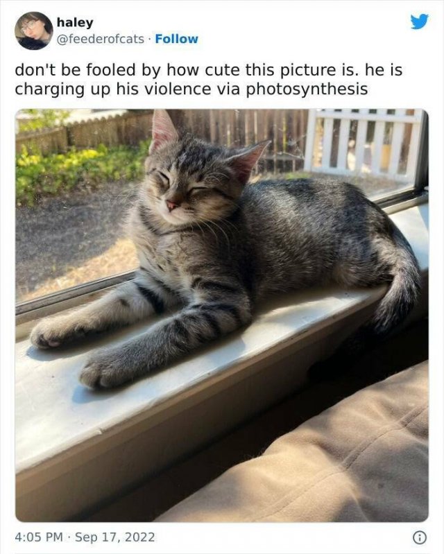 Cute Cats (44 pics)