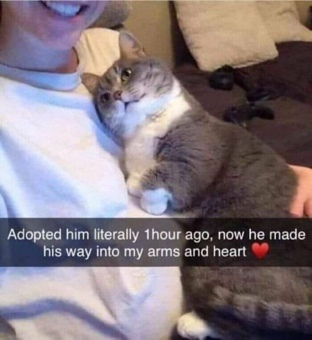 Cute Cats (44 pics)