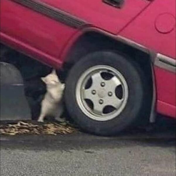 Cute Cats (44 pics)