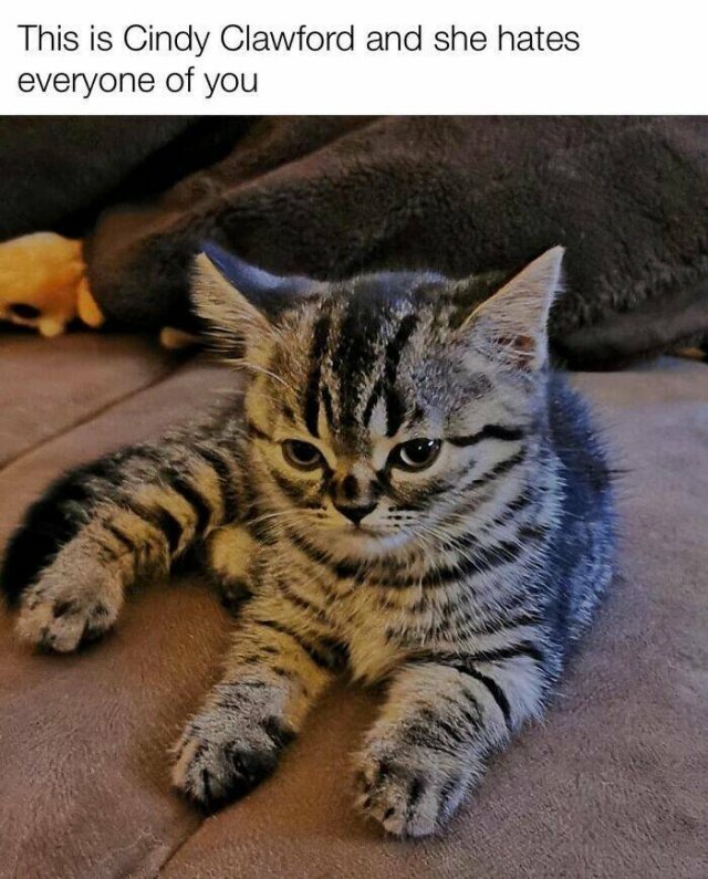 Cute Cats (44 pics)