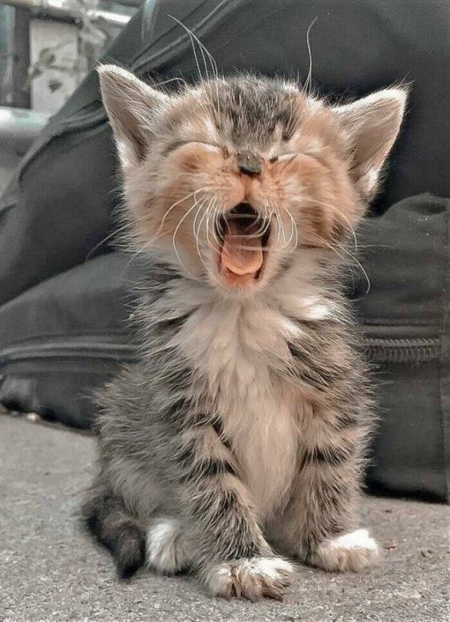 Cute Cats (44 pics)