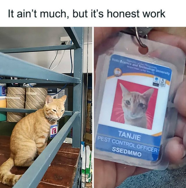 Cute Cats (44 pics)
