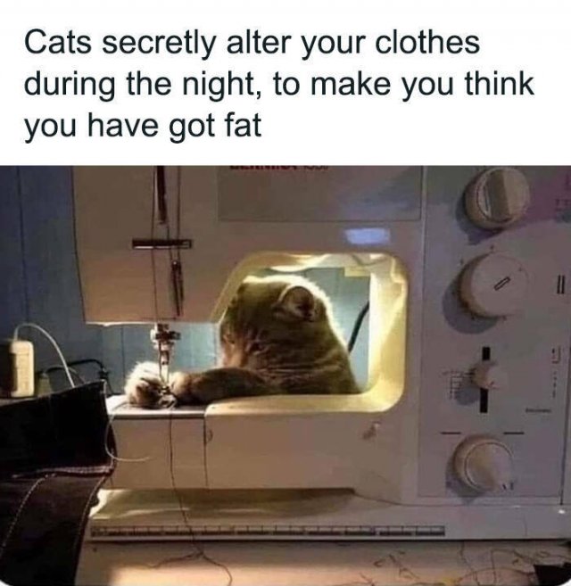 Cute Cats (44 pics)