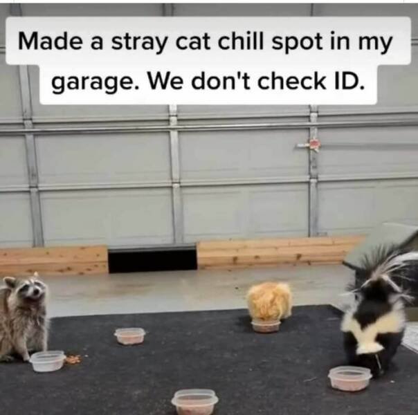 Cute Cats (44 pics)