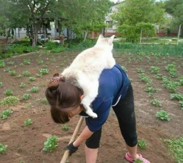 Cute Cats (44 pics)
