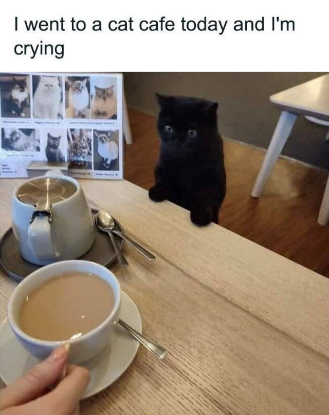 Cute Cats (44 pics)