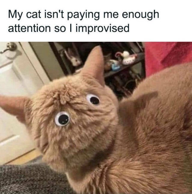 Cute Cats (44 pics)