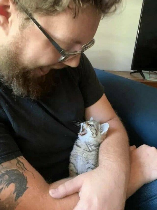 Cute Cats (44 pics)