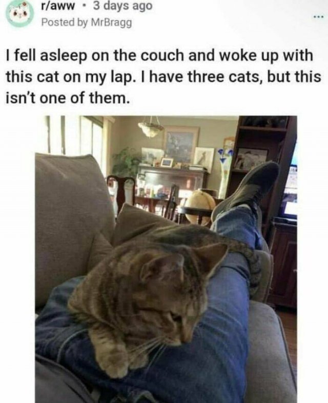 Cute Cats (44 pics)