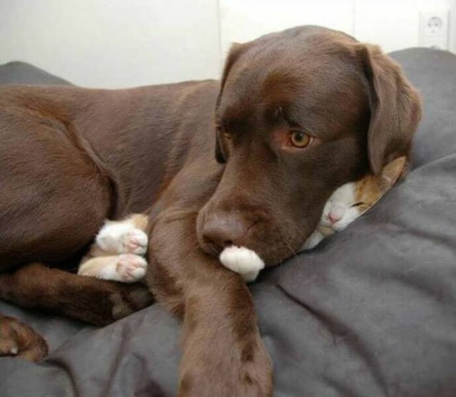 Cute Cats (44 pics)