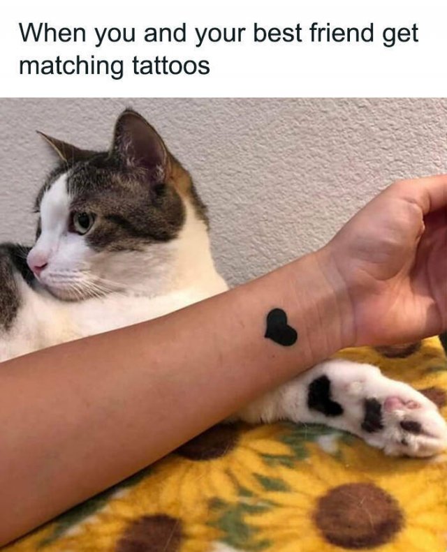 Cute Cats (44 pics)
