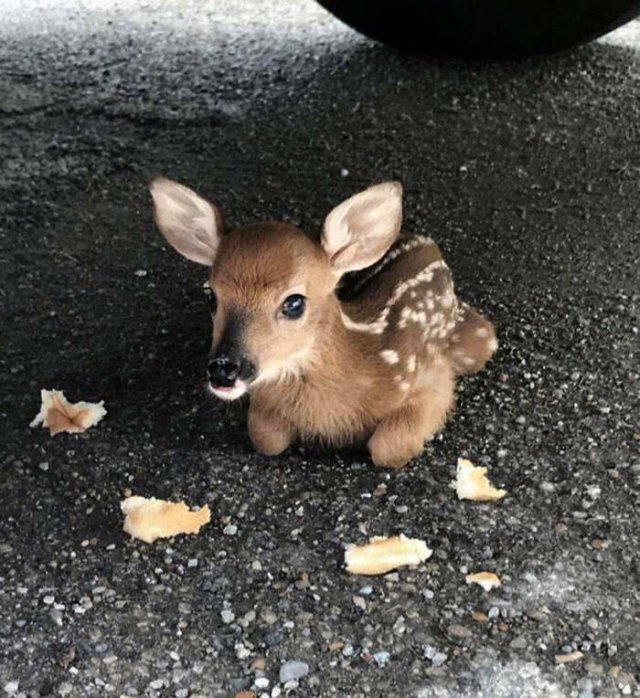 Cubs Of Different Animals (48 pics)