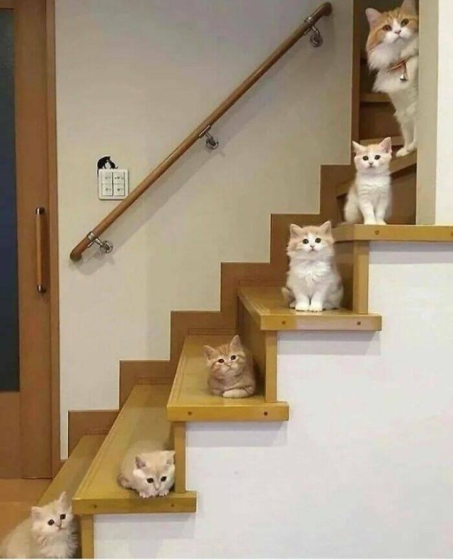 Cute Cats (44 pics)