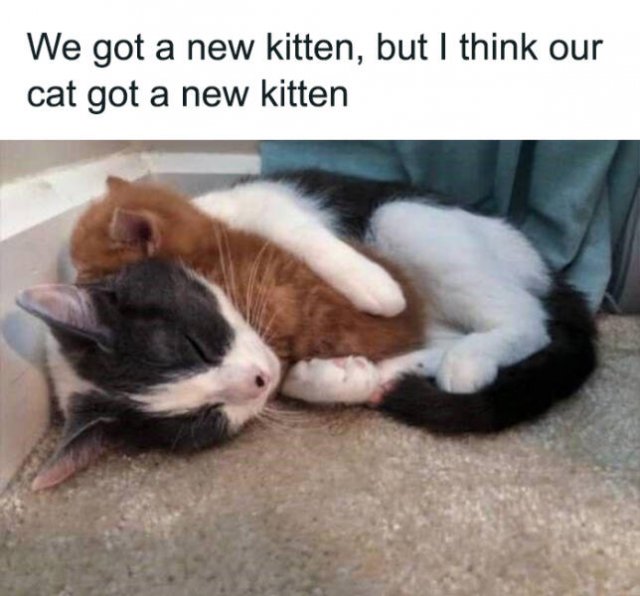Cute Cats (44 pics)