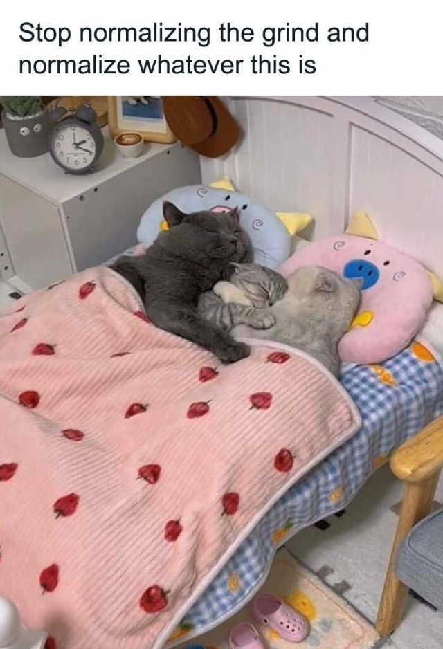 Cute Cats (44 pics)