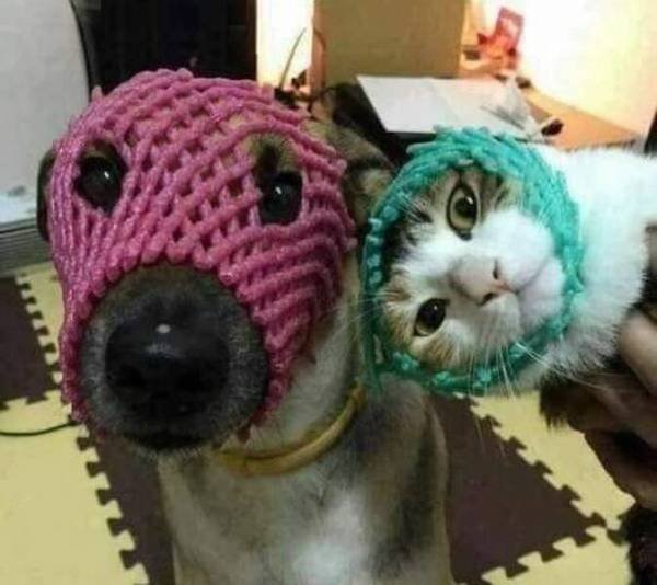 Funny Animals (59 pics)