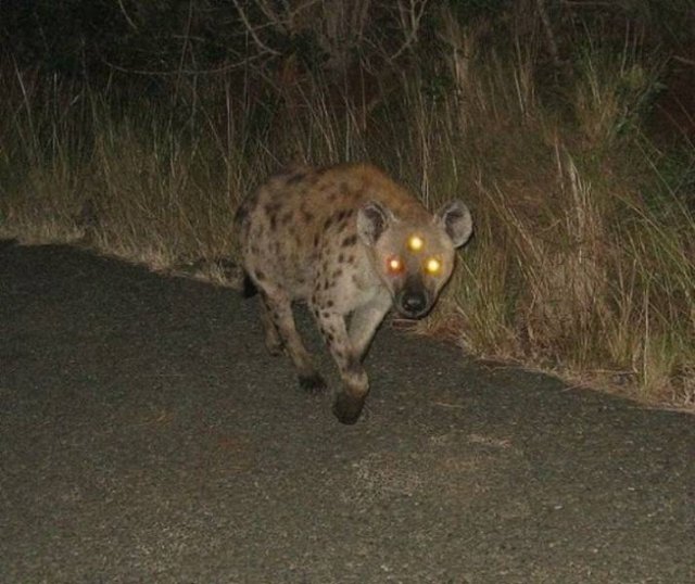 Scary Finds And Photos (46 pics)