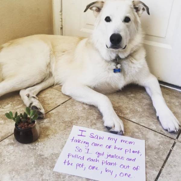 Dogs "Criminals" (30 pics)