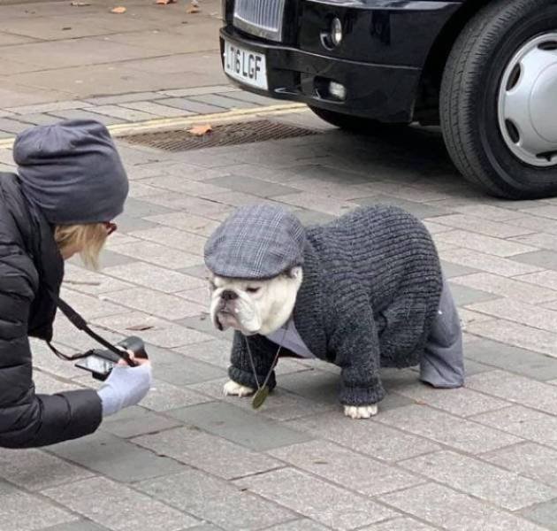 Funny Animals (62 pics)