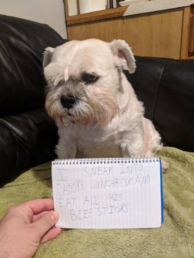 Dogs "Criminals" (30 pics)