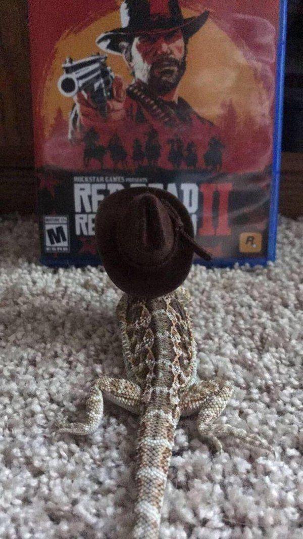 Funny Animals (62 pics)