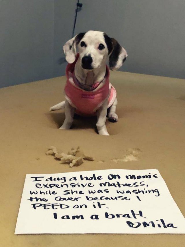 Dogs "Criminals" (30 pics)