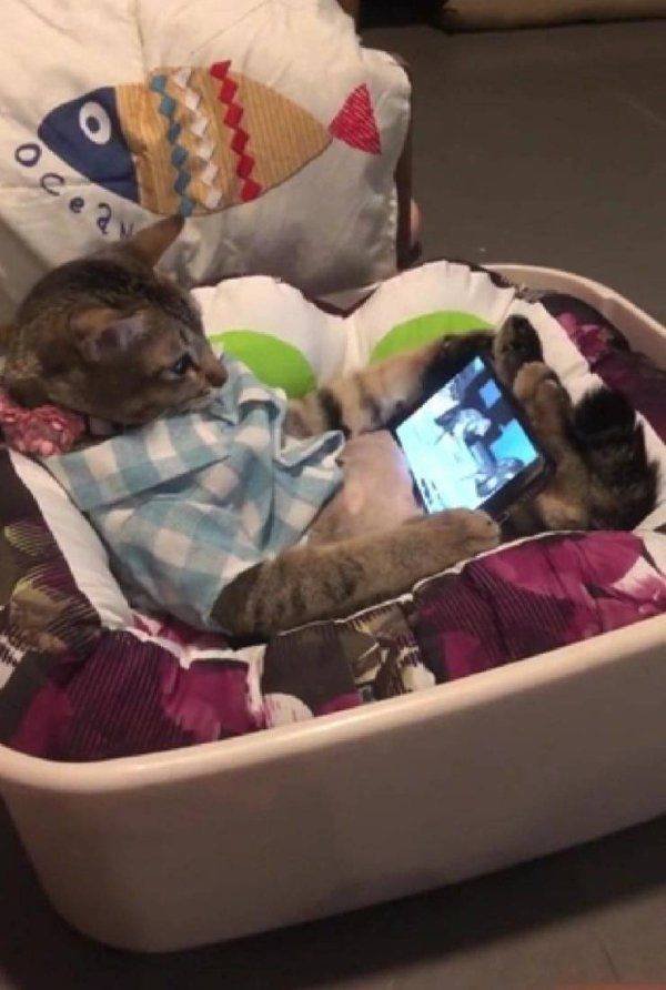 Funny Animals (62 pics)
