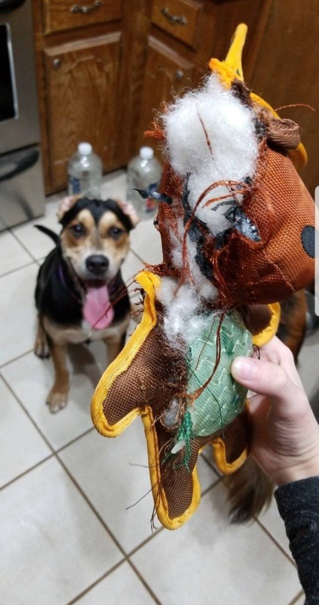 Dogs "Criminals" (30 pics)