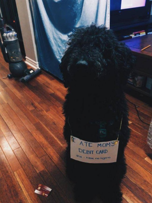 Dogs "Criminals" (30 pics)
