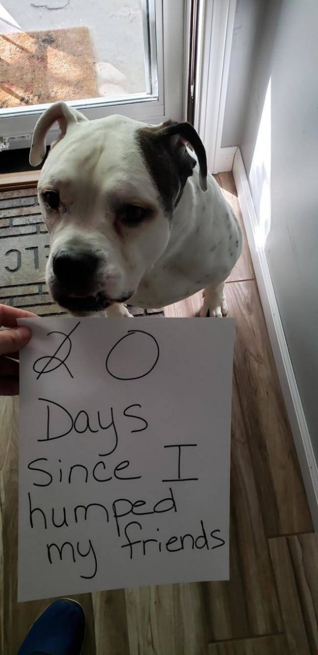 Dogs "Criminals" (30 pics)