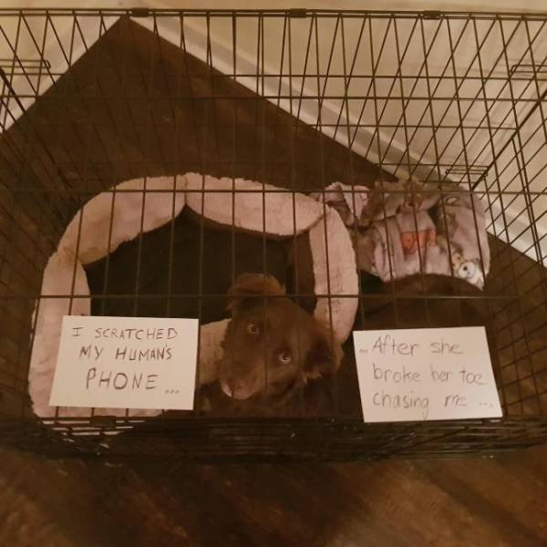 Dogs "Criminals" (30 pics)